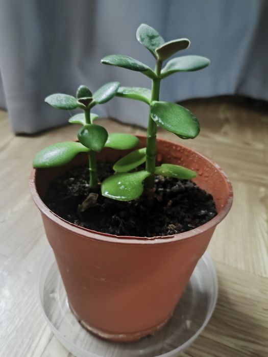 Денежное дерево, толстянка