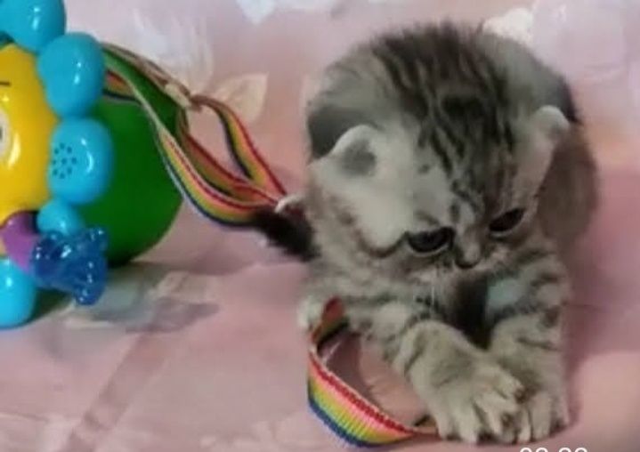 Шотландский котик