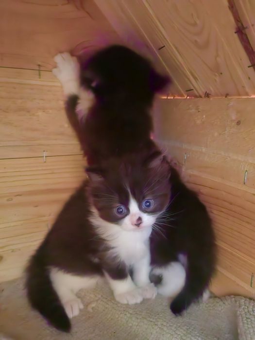Малки котета момче и момиче