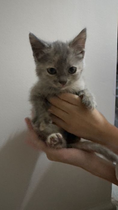 Кошка британская метиска