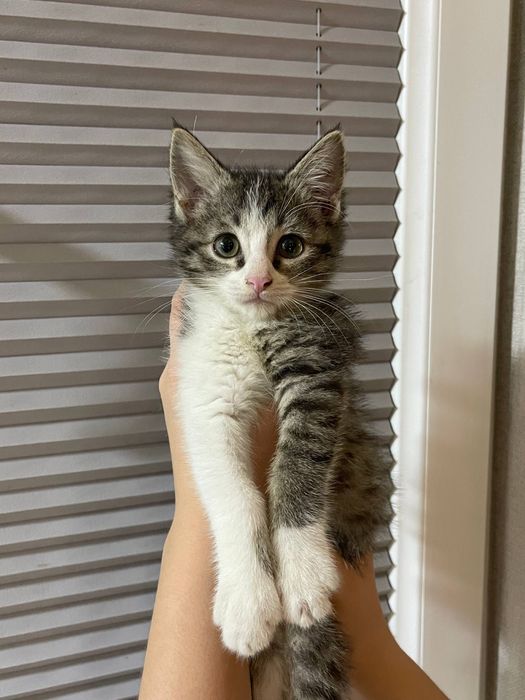 Отдам даром котенка