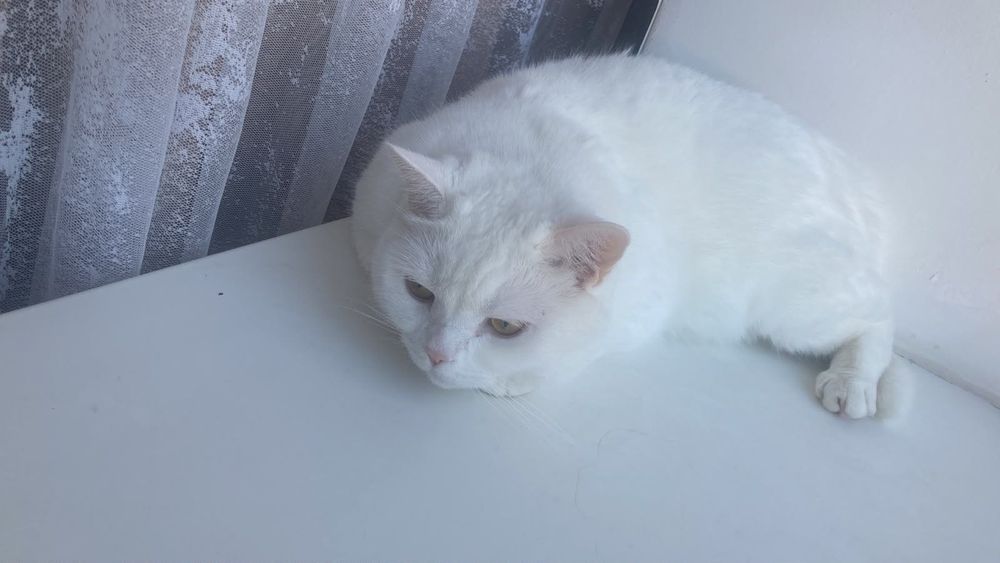 Отдадим кота в добрые руки