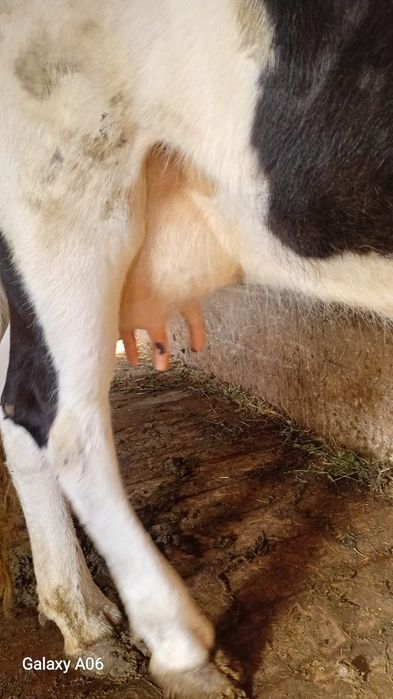 Сауынды сиырлар бар