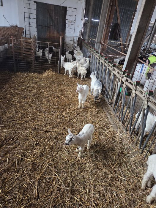 Vînd iezi pt ținut