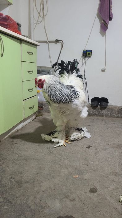 Брама светлый жұмыртқасы