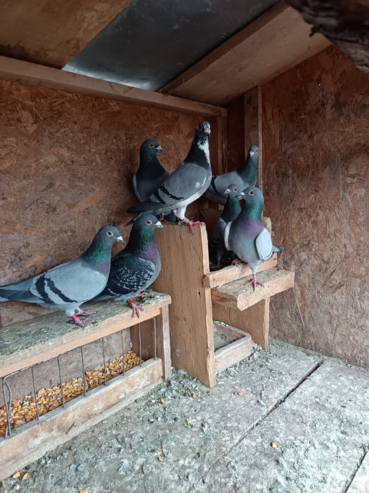 De vanzare porumbei sau schimb