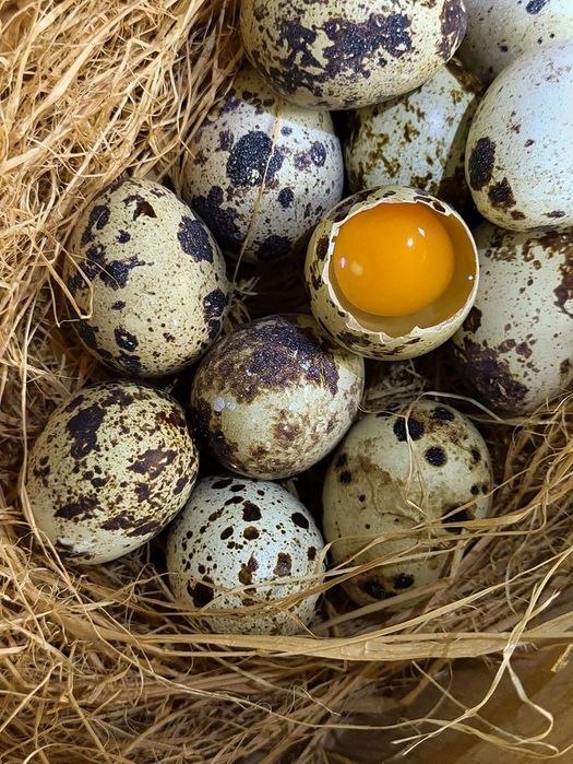 Домашние яйцо  перепёлка