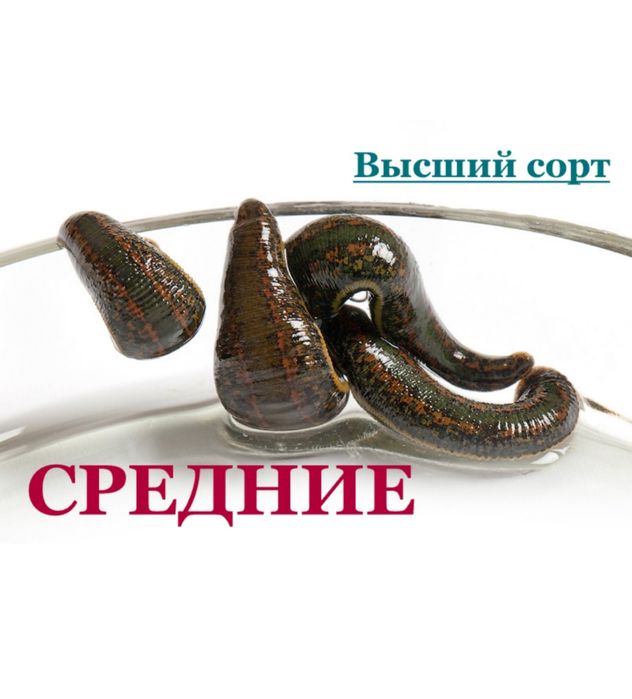 Сертифицированная медицинская пиявка , пиявка , зулук , сулик