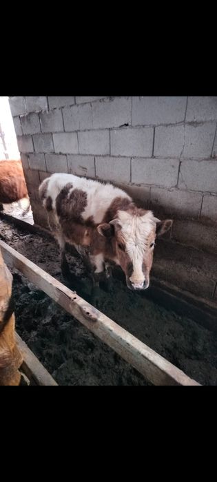 Бычок 3 шт продам