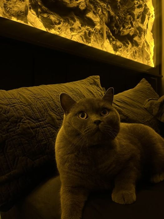 Передержка кошек