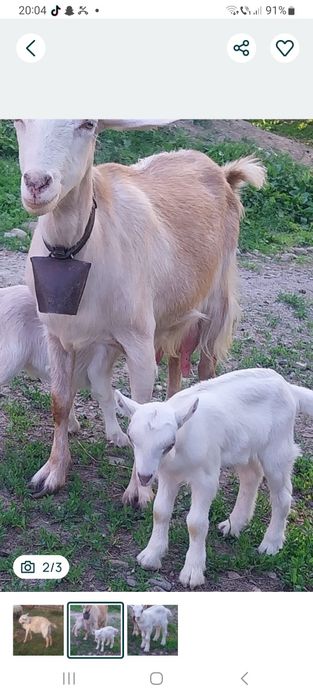 Vând capră foarte bună de lapte sau schimb cu oi breze