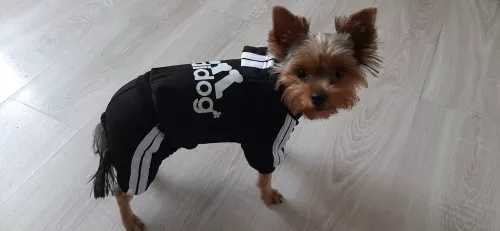 Гащиризон за кучета. Дрехи за кучета. Екип за куче. Кучешки гащиризони