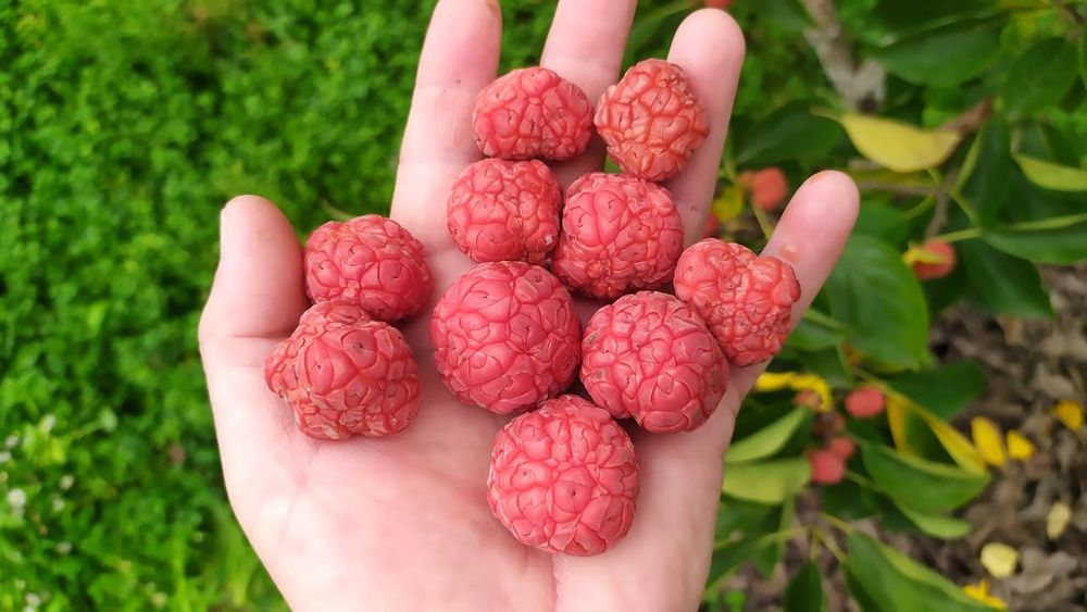 Кудрания кулпунай дарахти привитий тиконсиз