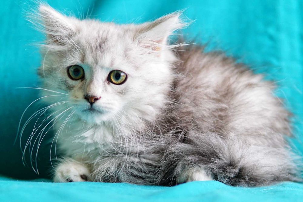 Pui pisica siberiana cu pedigree - Felisa Autorizata