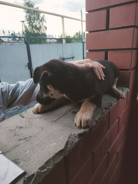 Отдам щенка в добрые руки