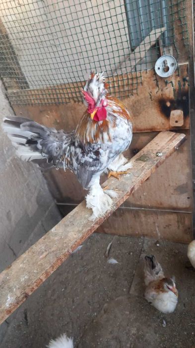 Карликовые Петушки