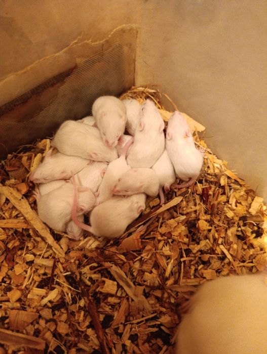 Продам мышек опушат.