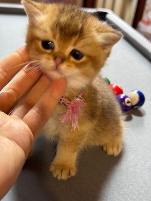 Продается британец золотая шиншилла