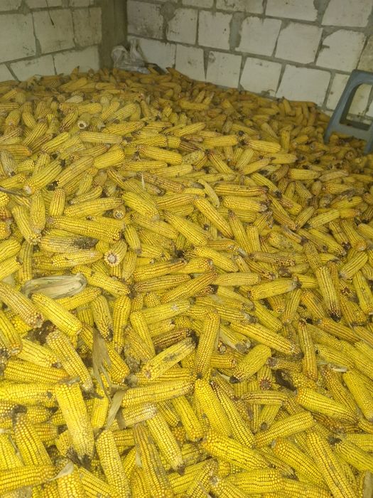 Porumb de anul două mii douăzeci și cinci