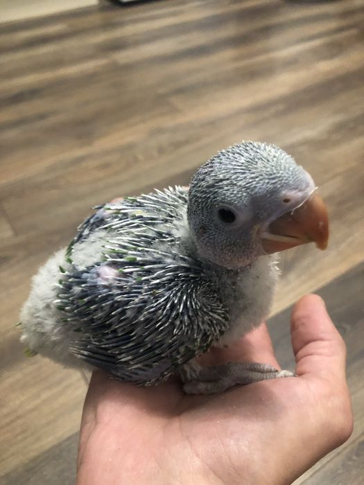 Ръчно хранени Големи Александри