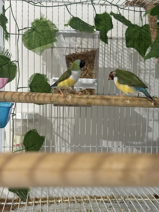 Продаются Амадины гульда