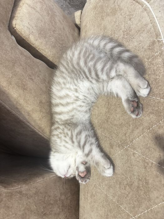 Продам котят британцев