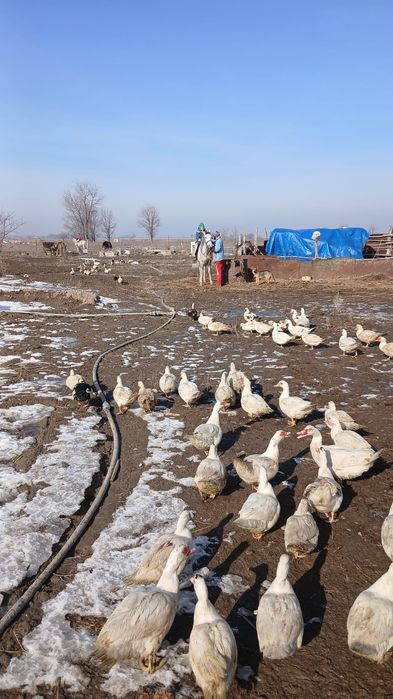 Продаю уток, индоуток