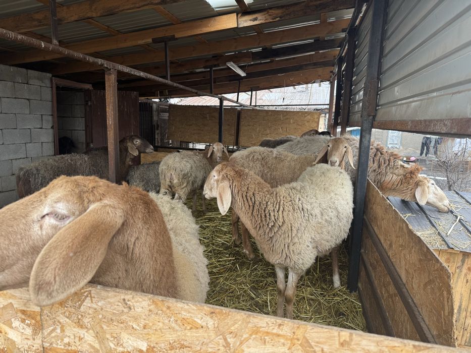 Продам овец арашанской породы.