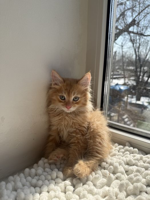 Котенкти мейкун сибирьская .