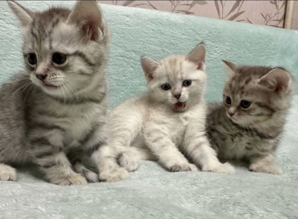 Британские котята