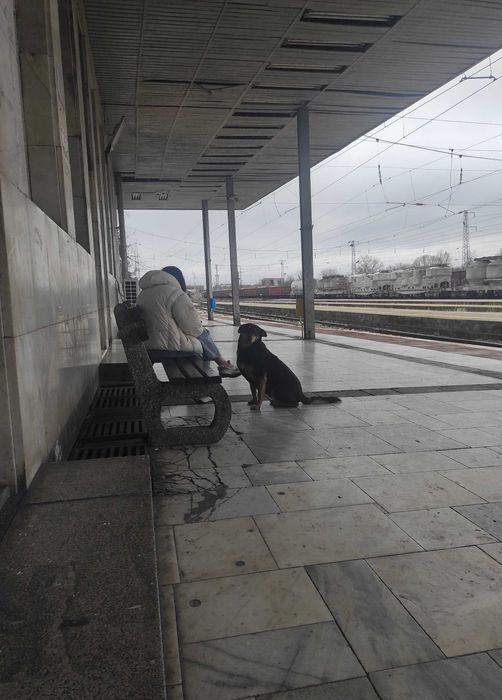 Бубка търси дом!