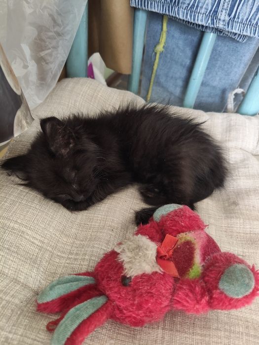 Котенок девочка ищет дом и любящих хозяев