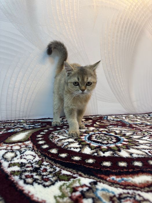 british shorthair
