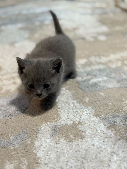 Отдам котят в добрые руки