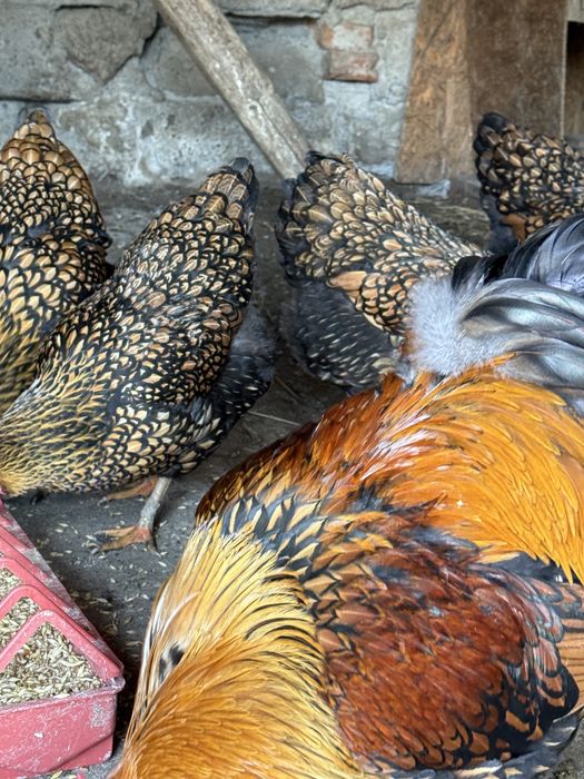 Oua de incubat gaini brahma