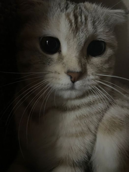 Шотландская Вислоухо