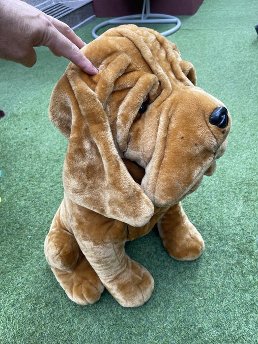 Caine plus Shar pei