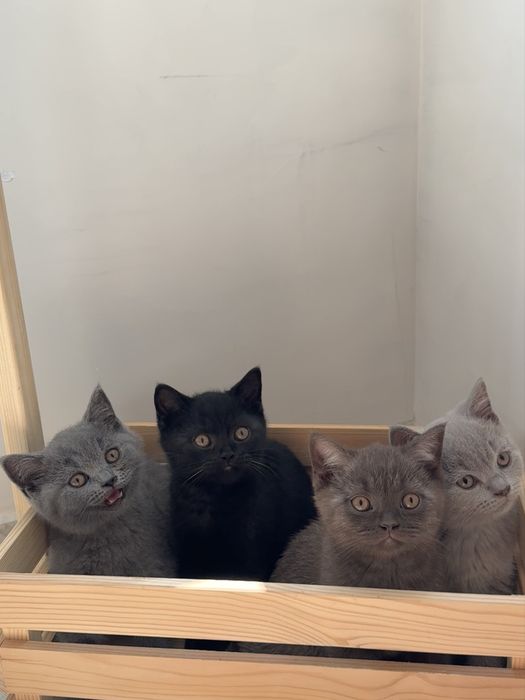 Британска късокосместа / British Shorthair