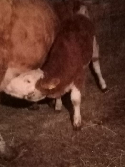 Vînd vițea bălțată de 5 lui