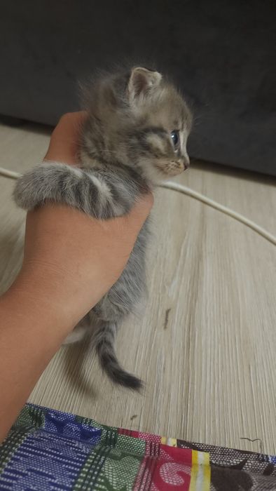 Очень красивые котята
