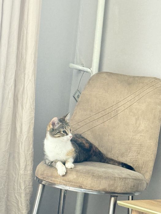 Кошки, мысықтар срочно