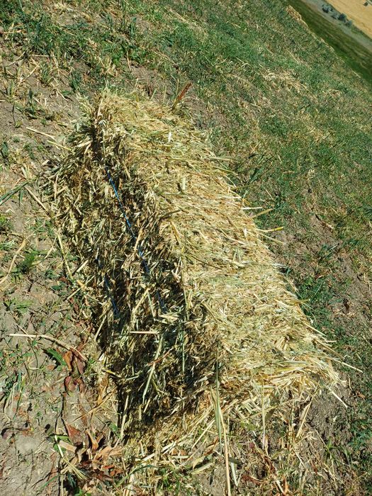 Vând 800 baloti de Ovaz si peste 3000baloto fan