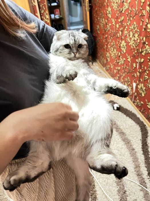 Шотланский кошка