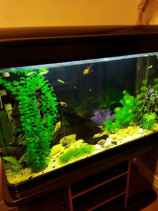 Аквариум со всем всем всем..