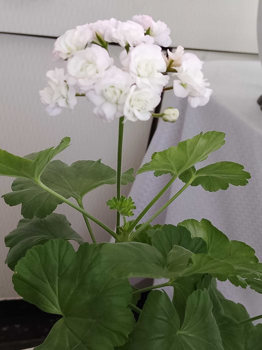 Продам пеларгонию