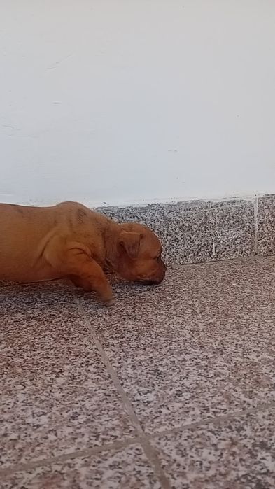 căței amstaff de o lună jumătate