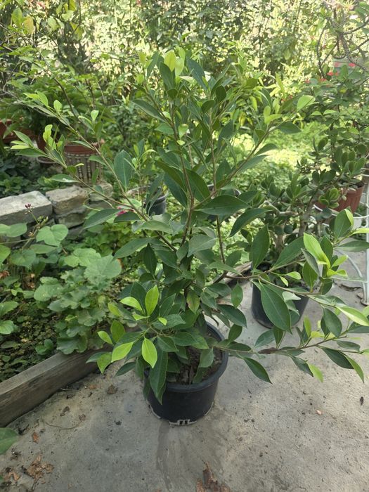 Цветы домашние для офиса, школы, садика.