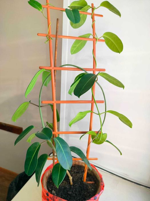 Комнатный цветок Стефанотис