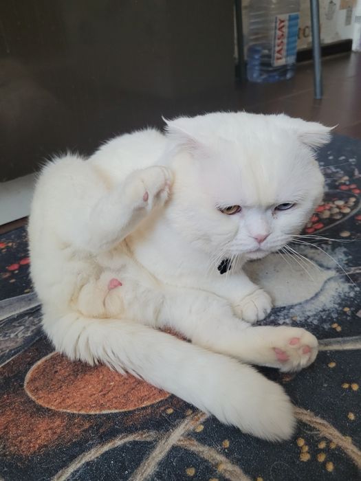 Вязка кот шотландский с большим опытом