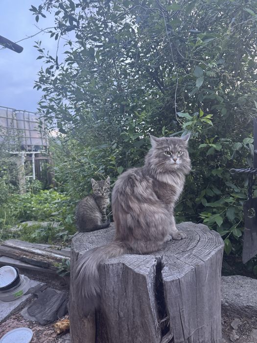 Отдам котенка в хорошие руки